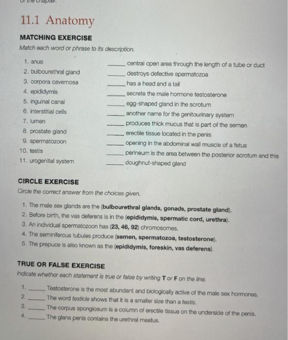Solved 11.1 Anatomy MATCHING EXERCISE Match each word or | Chegg.com