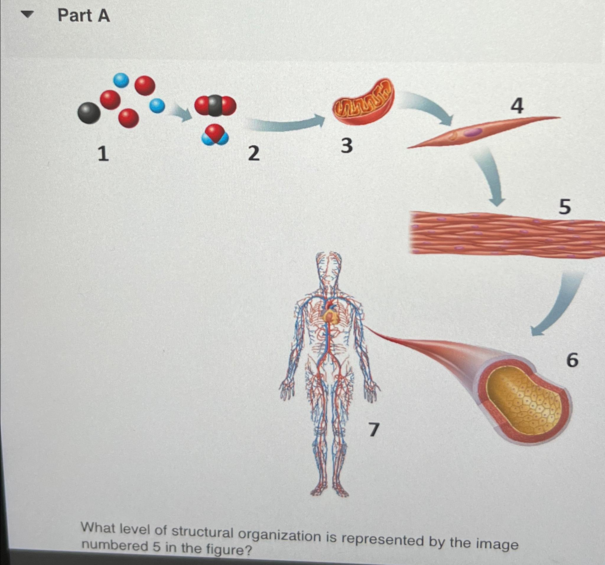 Solved Part AWhat level of structural organization is | Chegg.com