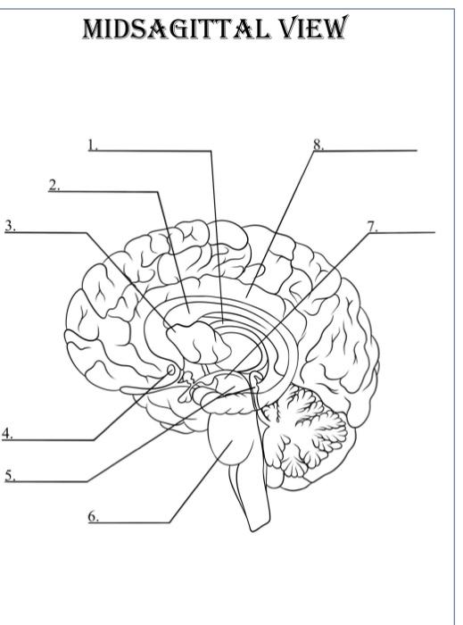 Solved MIDSAGITTAL VIEW | Chegg.com