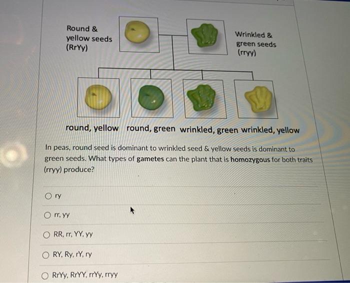 Solved Round & yellow seeds (RrYy) Wrinkled & green seeds