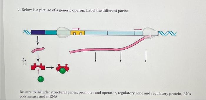 Solved 2. Below is a picture of a generic operon. Label the | Chegg.com