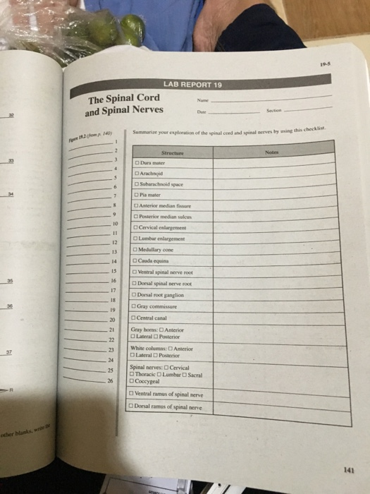 Lab Report 19 The Sal Cord And Sal Nerves My Chegg 