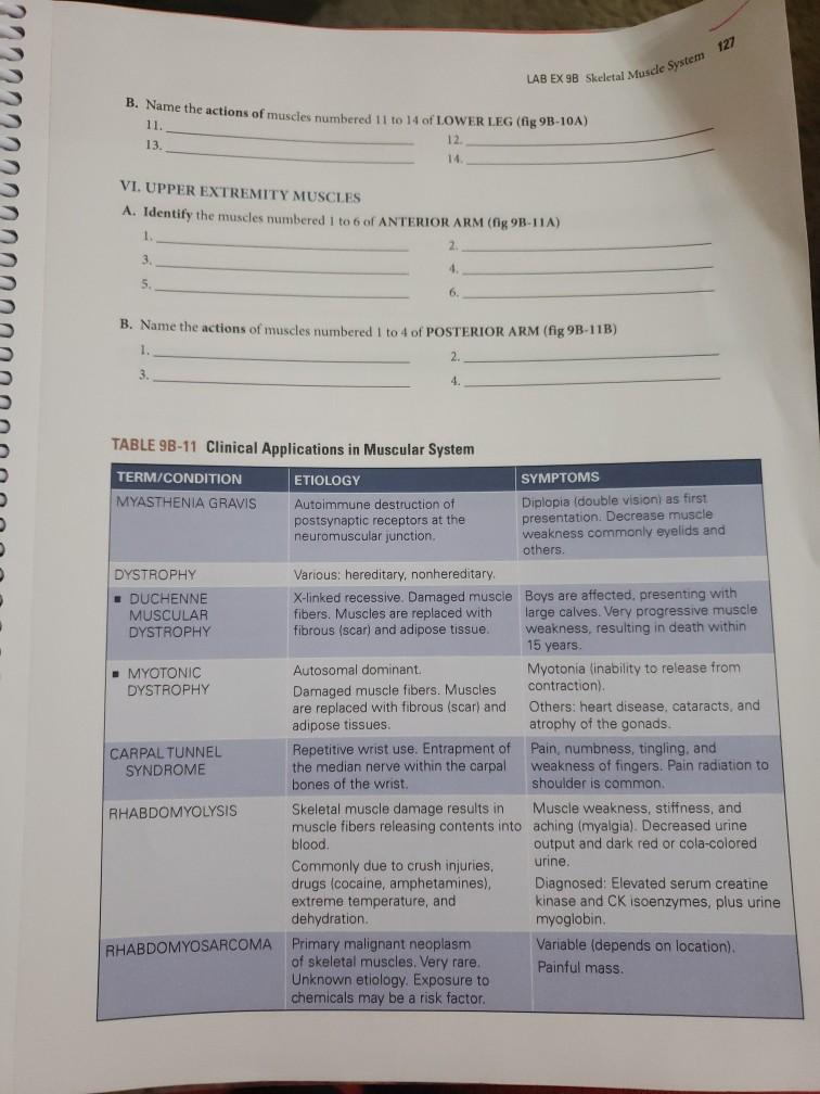 LAB EX 9B Skeletal Muscle System 127 B. Name The | Chegg.com
