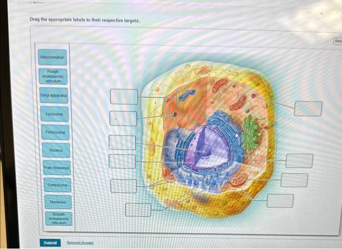 Solved Drag the appropriate labels to their respective | Chegg.com