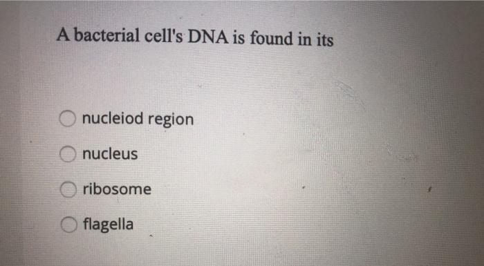 Solved A bacterial cell's DNA is found in its nucleiod | Chegg.com