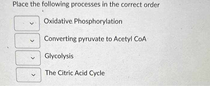 Solved Place the following processes in the correct order | Chegg.com