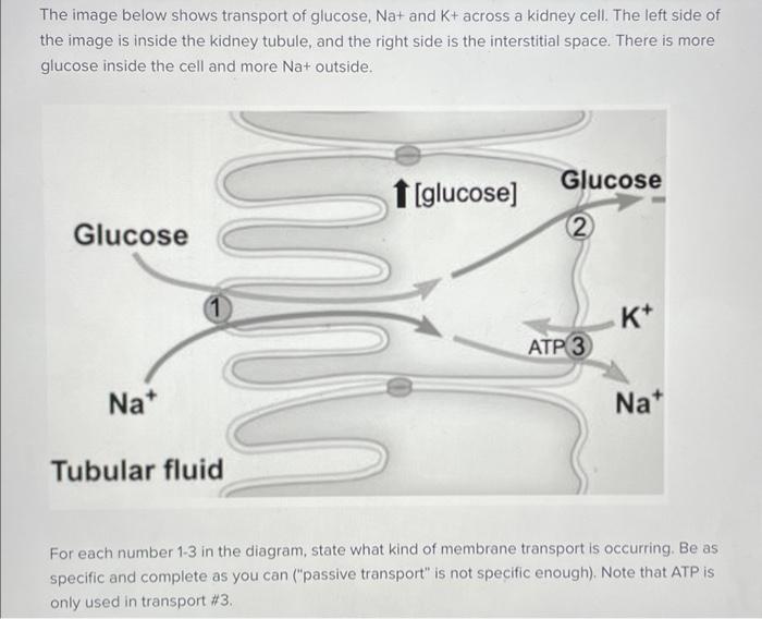 Solved The image below shows transport of glucose, Na+ and | Chegg.com