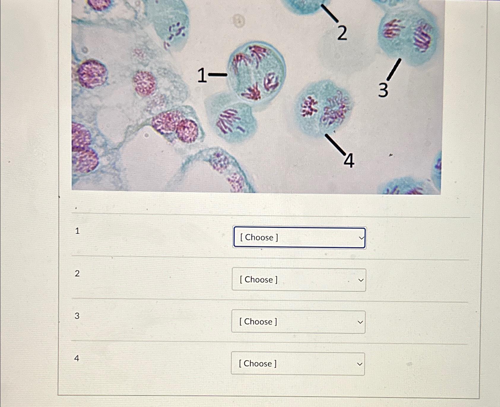 Solved Meiosis occurs to create the haploid gametes cells