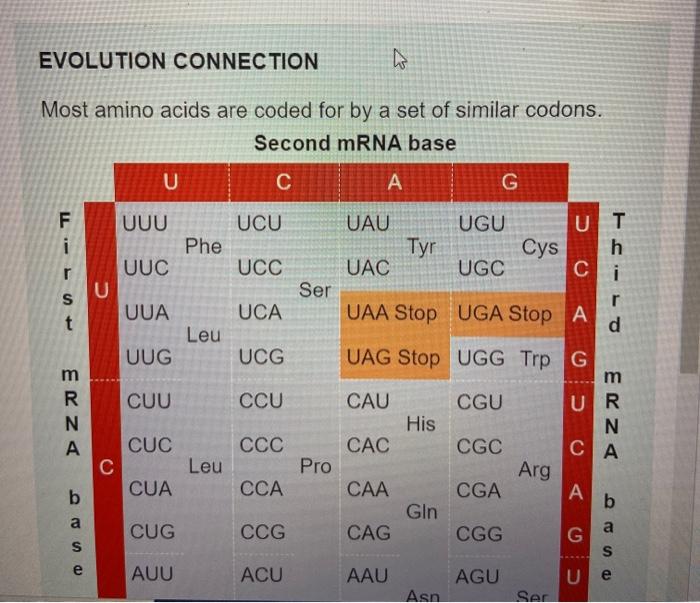 Solved EVOLUTION CONNECTION w Most amino acids are coded for