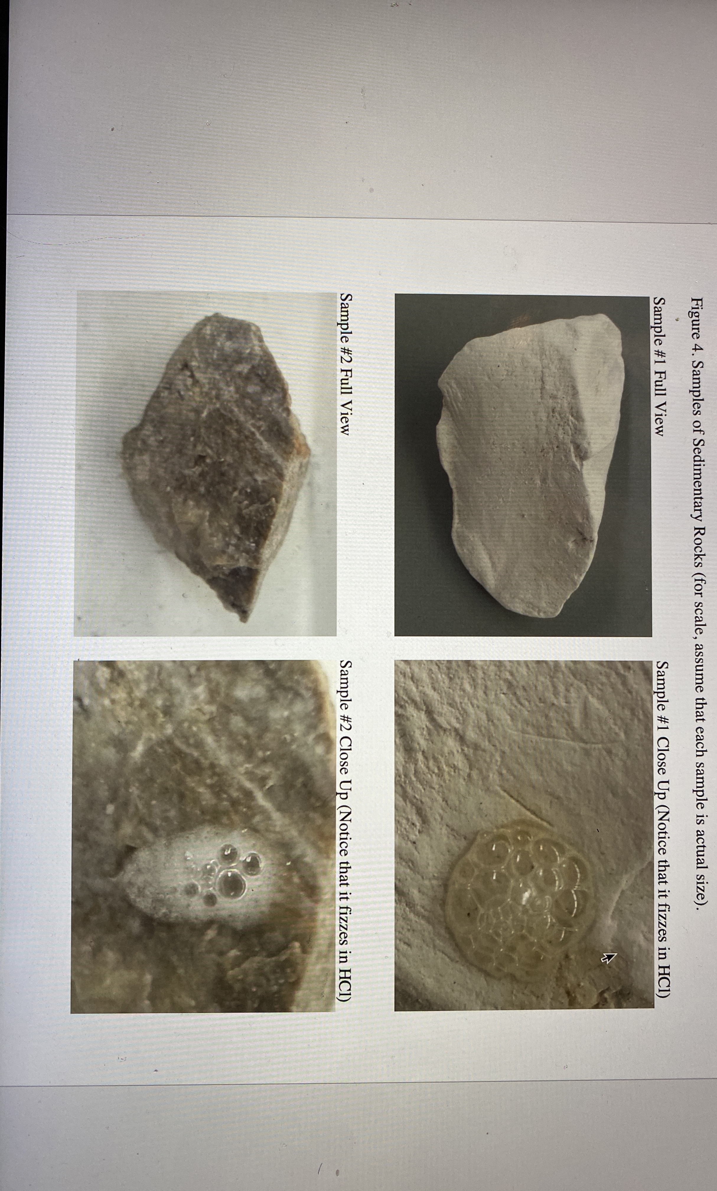 Solved Figure 4. ﻿Samples of Sedimentary Rocks (for scale, | Chegg.com