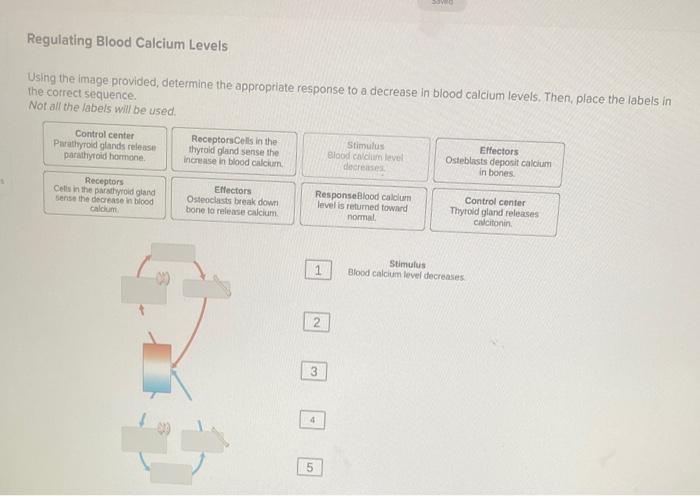 regulating-blood-calcium-levels-using-the-image-chegg