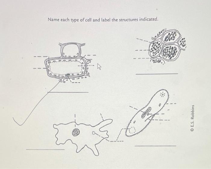 Solved Name each type of cell and label the structures | Chegg.com