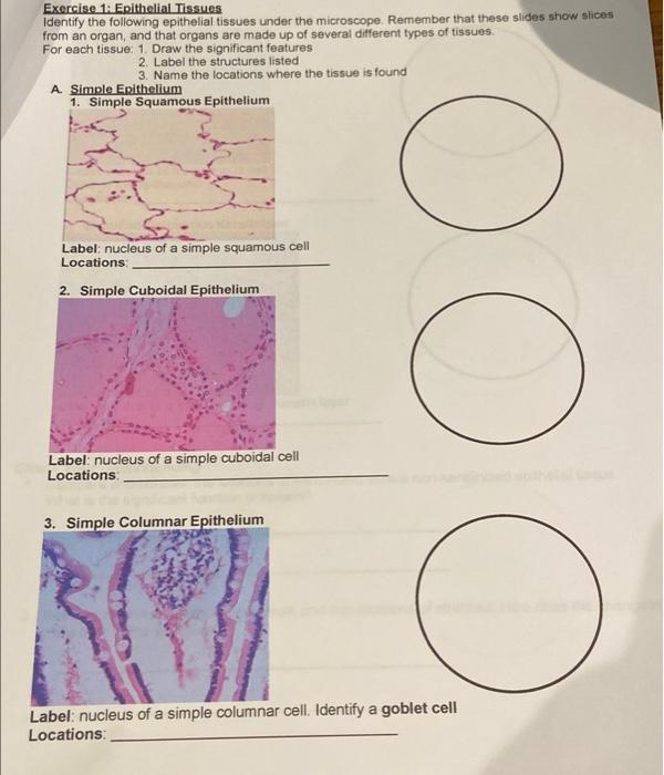 epithelial tissue