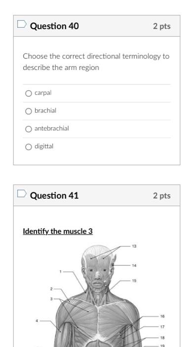 Choose the correct directional terminology to describe the arm region
\begin{tabular}{l}
\hline carpal \\
\hline brachial \\
