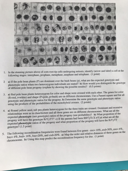 Solved 1. In the stunning picture above of com root tip  Chegg.com