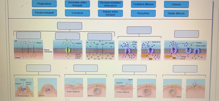 Solved Phagocytosis Secondary Active Transport Chegg Com