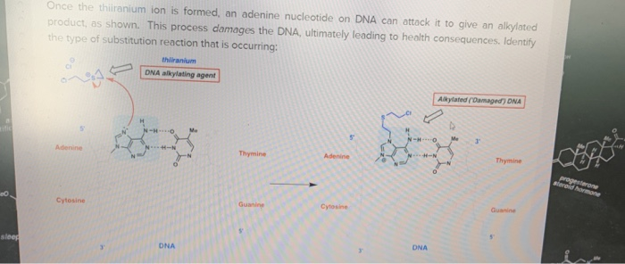 Thiranium Solved Once the thiranium ion is formed, an adenine | Chegg.com
