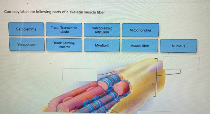 Correctly Label The Following Parts Of A Skeletal Chegg 