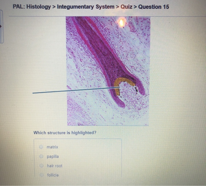 Lab Quiz3Diagram Hair structure under microscope Diagram  Quizlet