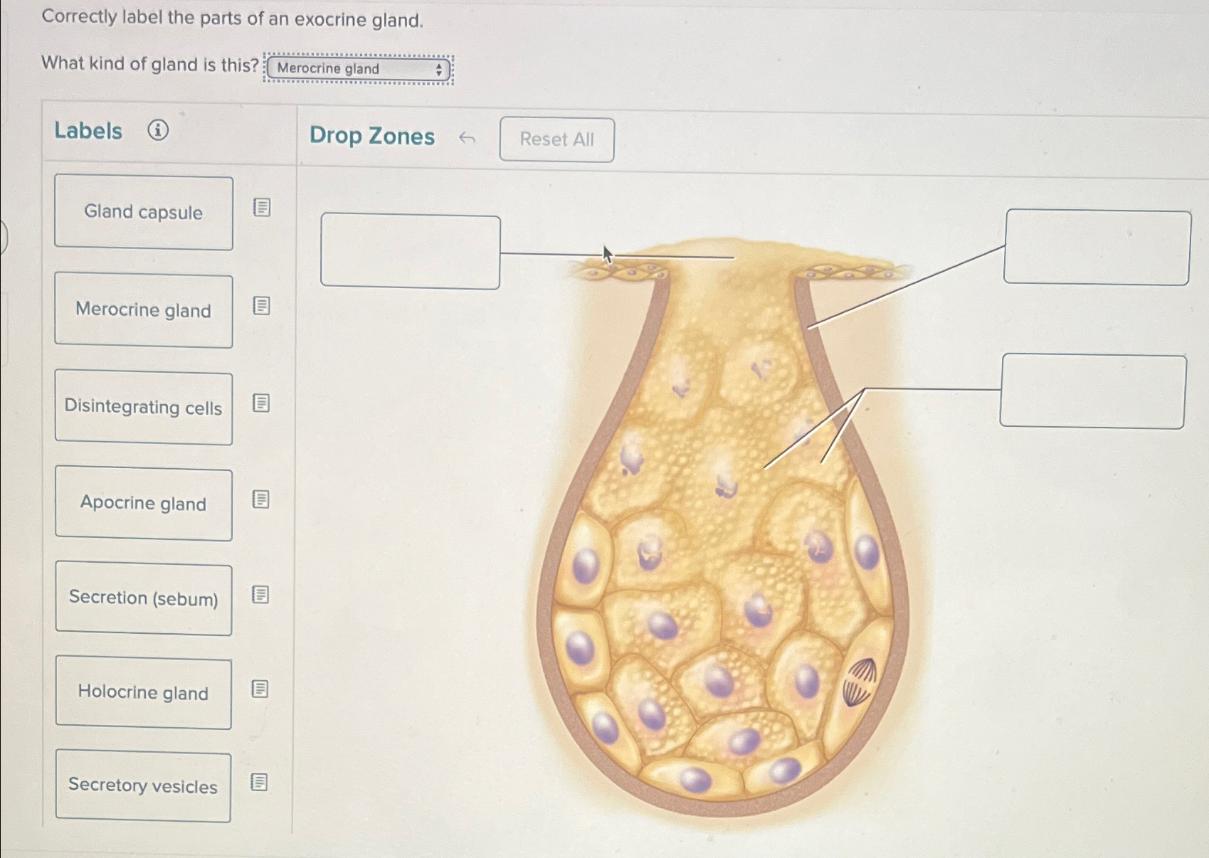 Solved Correctly label the parts of an exocrine gland.What | Chegg.com