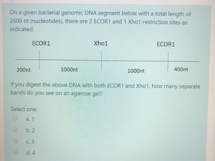 Solved On a given bacterial genomic DNA segment below with a | Chegg.com