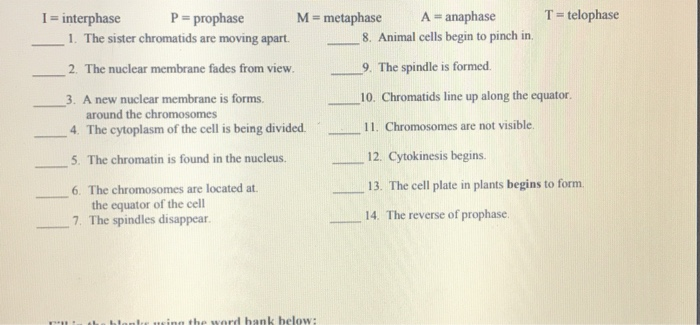 Solved I Interphase P Prophase M Metaphase A Anaphas Chegg Com