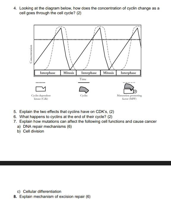 Solved 4. Looking at the diagram below, how does the Biology Diagrams