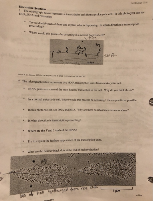 chegg