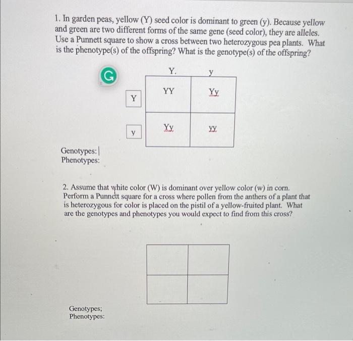 Solved 1. In garden peas, yellow (Y) seed color is dominant | Chegg.com