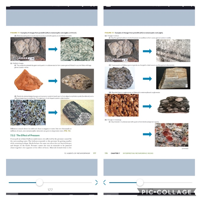 EXERCISE 7.1 Responses to Changing Metamorphic | Chegg.com