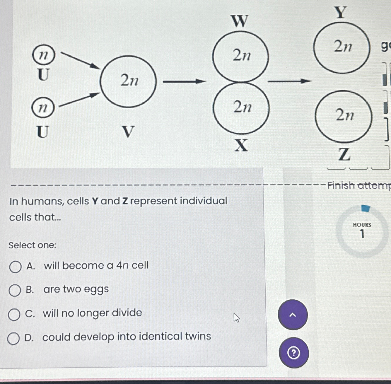 Solved In humans, cells Y ﻿and Z ﻿represent individual cells | Chegg.com