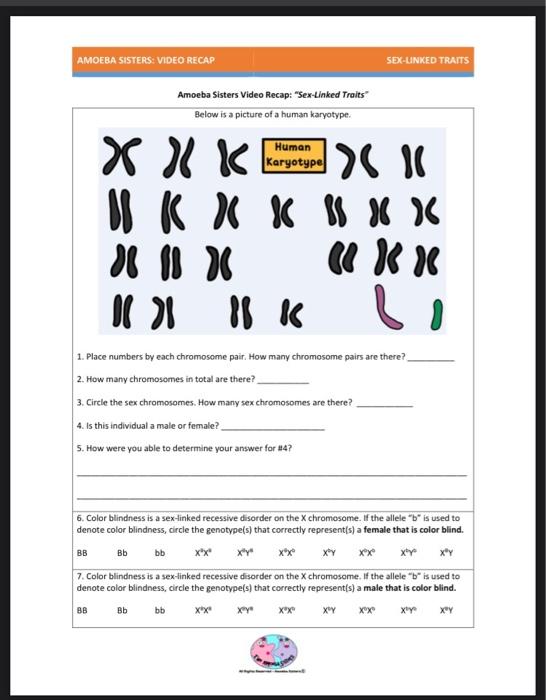 Sexi Bob S Video - Solved Sex-Linked Punnett Square Practice! 8. Bob is color | Chegg.com