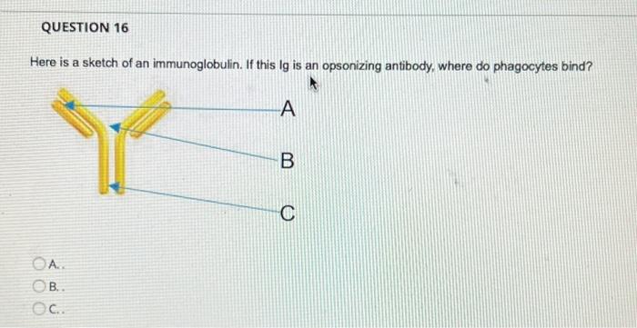 Solved Here is a sketch of an immunoglobulin. If this lg is | Chegg.com