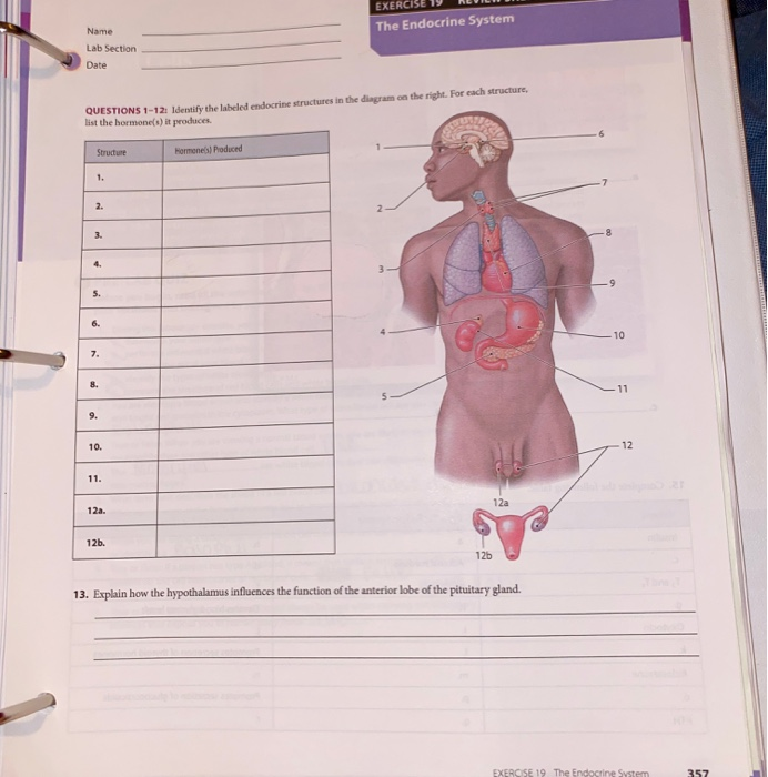 Solved EXERCISE 19 NEVILI The Endocrine System Name Lab Chegg