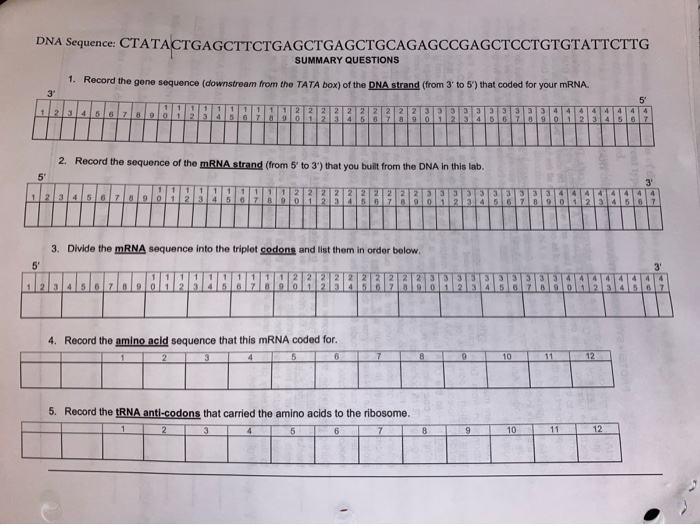 Solved DNA Sequence: | Chegg.com