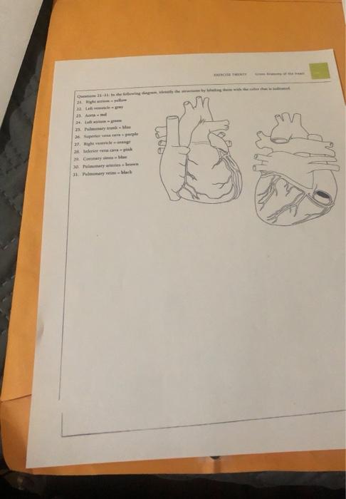 Solved Gross Anatomy of the Heart EXERCISE TWENTY Questions | Chegg.com