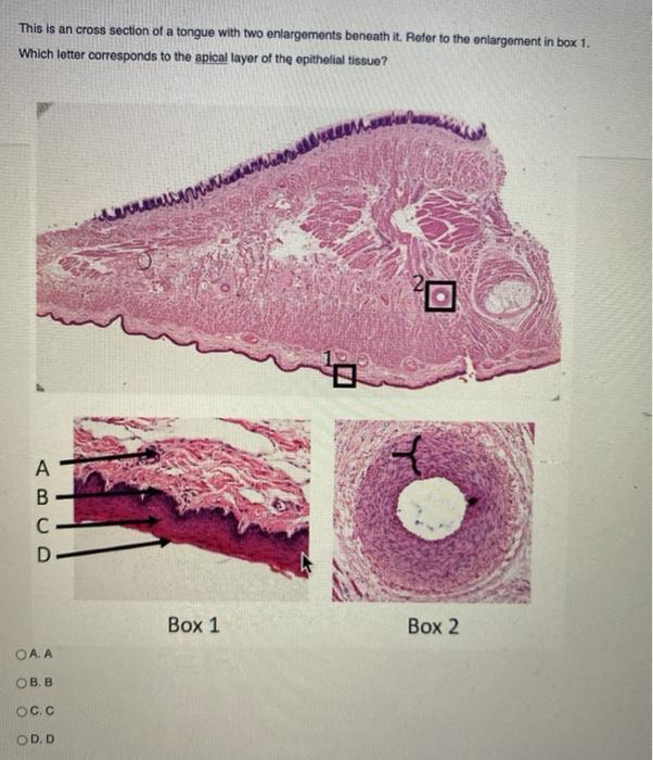 Solved Identify the organelle or cell structure with the | Chegg.com