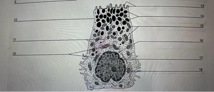 Solved model of cell: identify each part of the cellcheck | Chegg.com