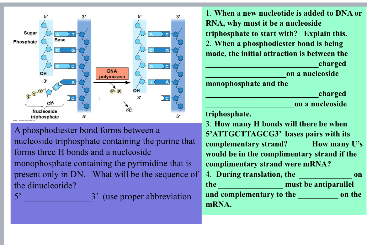 Solved When a new nucleotide is added to DNA or RNA, why | Chegg.com