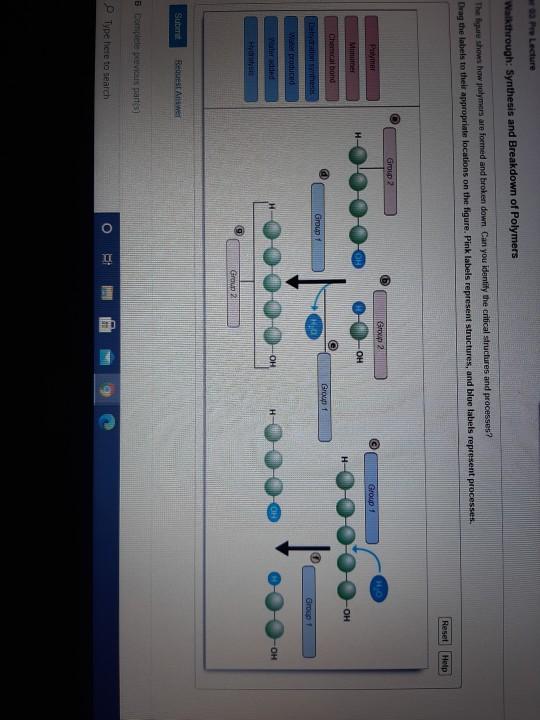 solved-walkthrough-synthesis-and-breakdown-of-polymers-the-chegg