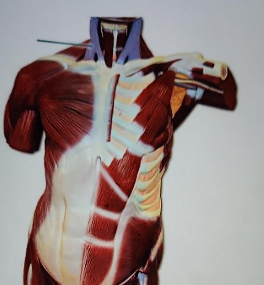 Solved what is the insertion of this muscle? | Chegg.com