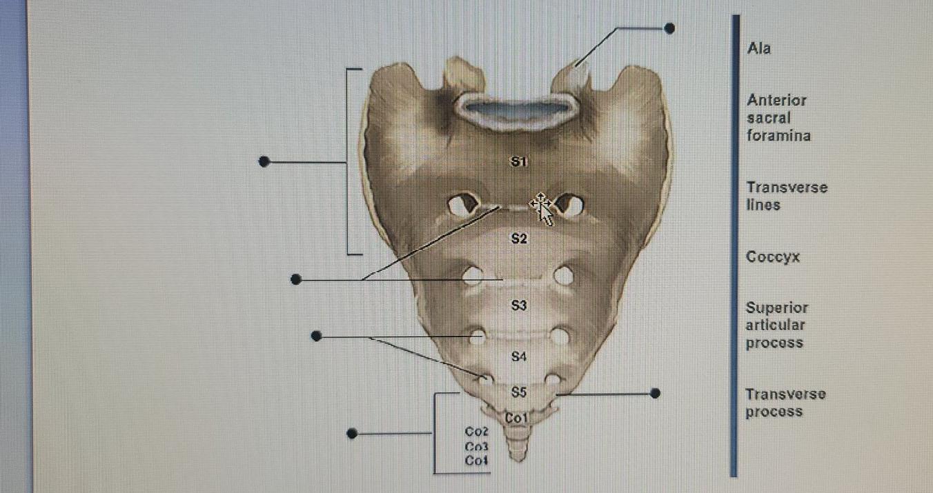 anterior sacral foramina