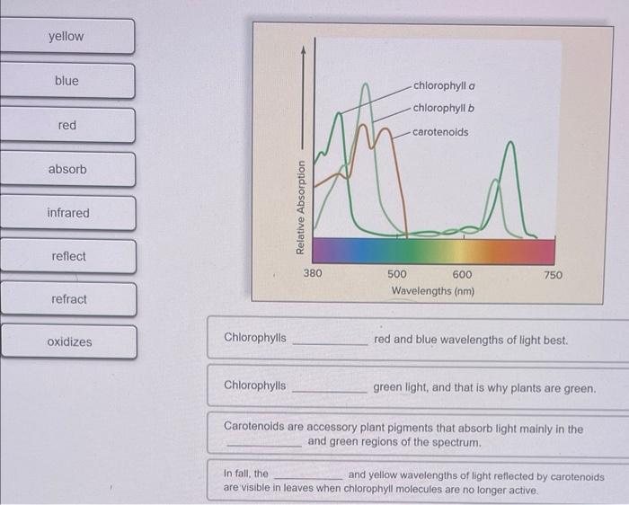 Solved Chlorophylls red and blue wavelengths of light | Chegg.com