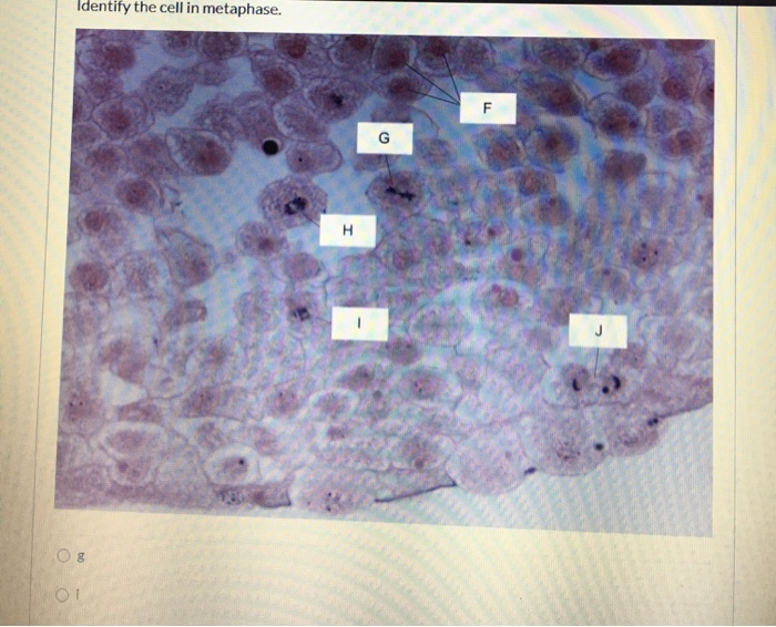 Solved Identify the cell in interphase. (Ь) . (d) Оe Ос О а | Chegg.com