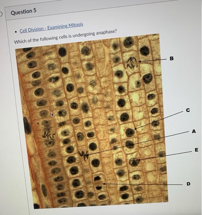Question Cell Division Examining Mitosis In this