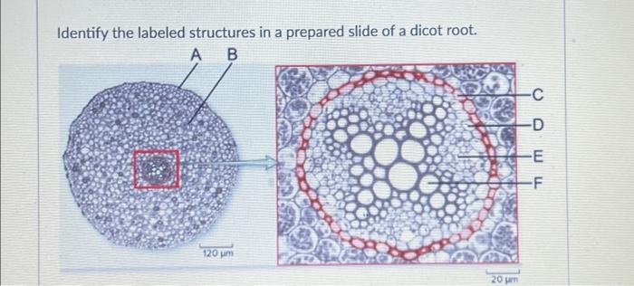 Solved Identify the labeled structures in a prepared slide | Chegg.com