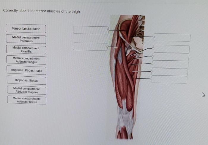 Solved Correctly label the anterior muscles of t | Chegg.com