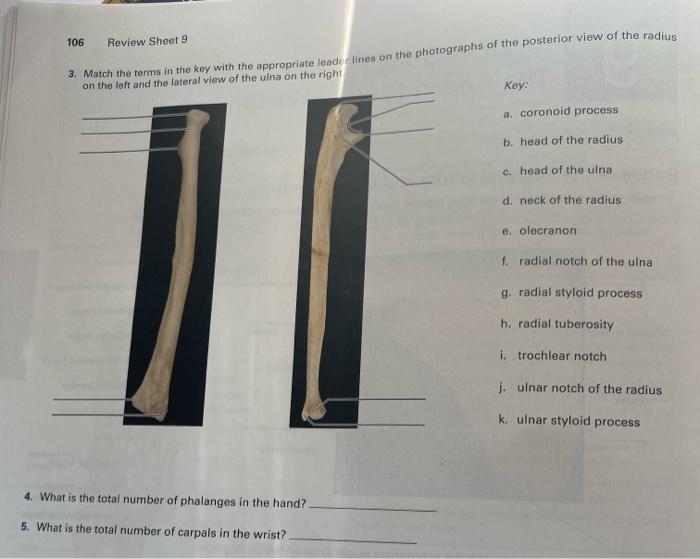 Solved 106 Review Sheet 9 3. Match the terms in the key with | Chegg.com