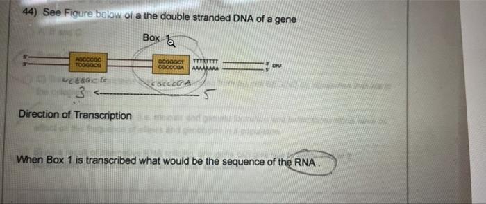 Solved 44) See Figure below of a the double stranded DNA of | Chegg.com