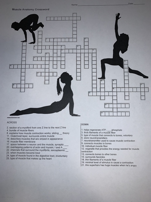 Muscle Anatomy Crossword